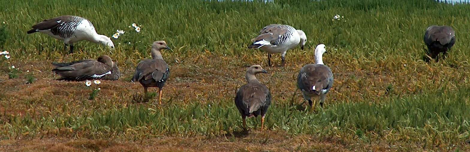 Image of magellan goose, upland goose