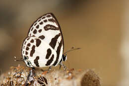 Image of banded blue Pierrot