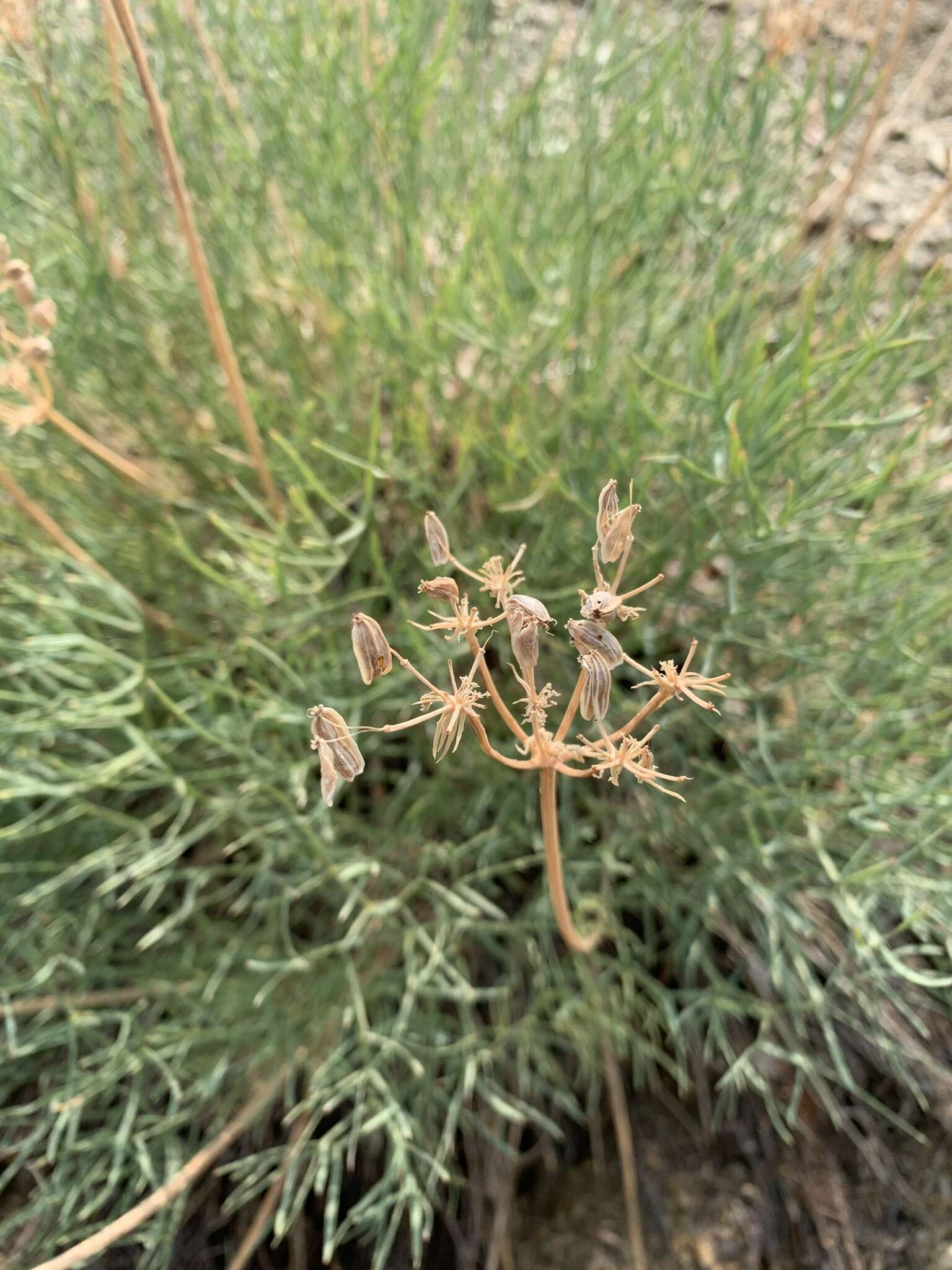 Image of king desertparsley