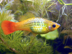 Image of Sunset platy