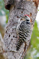 Image of Fulvous-breasted Woodpecker