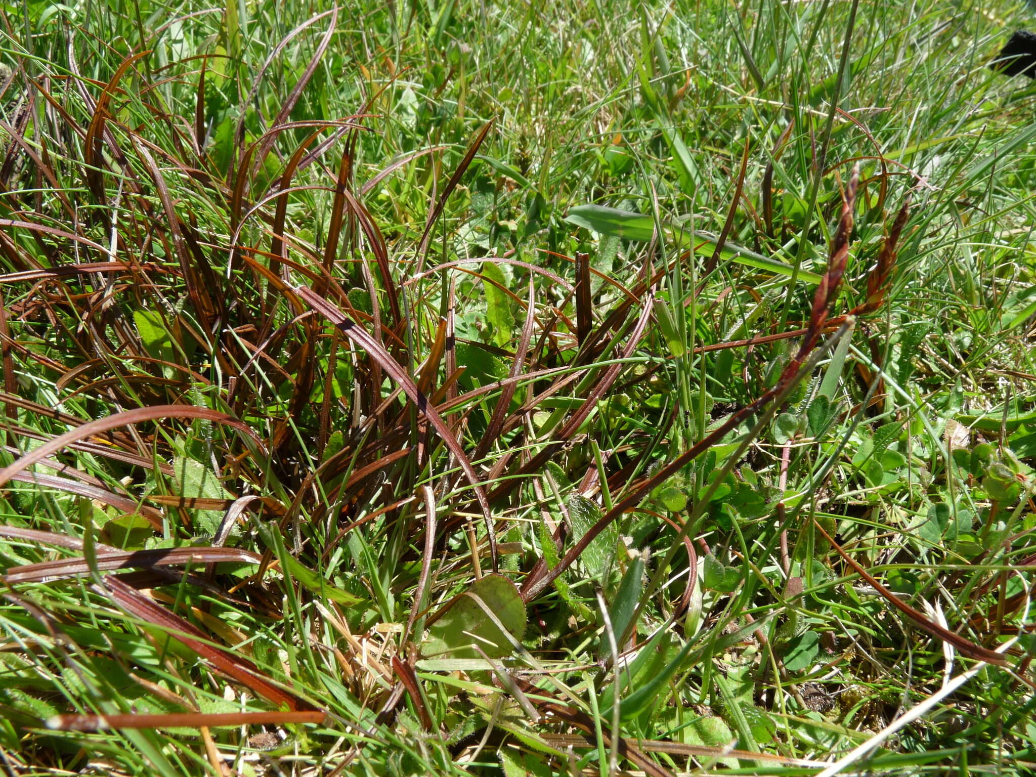 Image of Carex punicea K. A. Ford