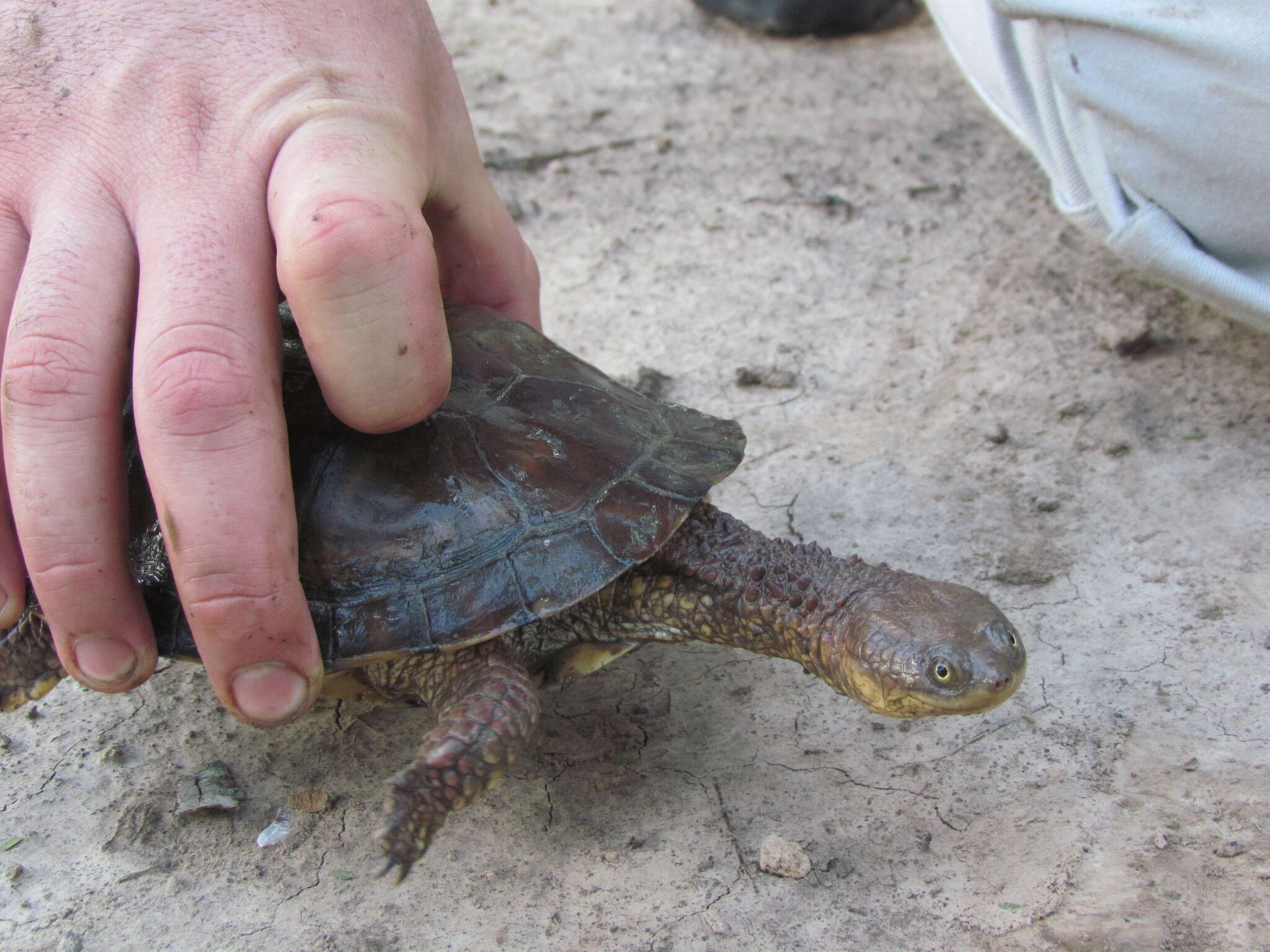 Image of Chaco Side-necked Turtle