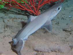 Image of Cuban Dogfish