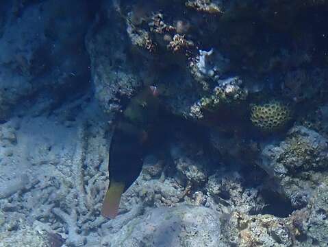 Image of Bleeker's Parrotfish