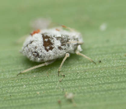 Image de Melanaphis donacis (Passerini 1861)