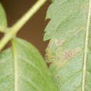 Image of Stigmella magdalenae (Klimesch 1950) Emmet 1979