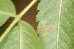 Image of Stigmella magdalenae (Klimesch 1950) Emmet 1979