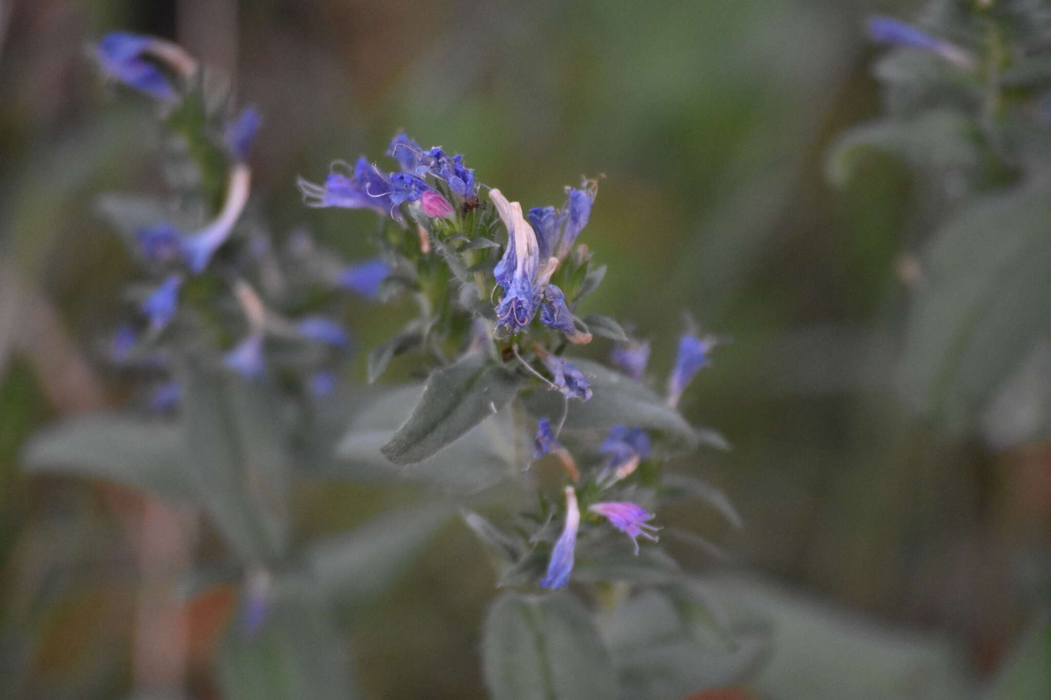 Plancia ëd Echium rosulatum Lange