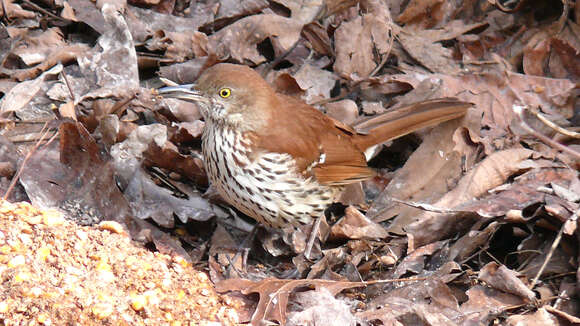 Image of Toxostoma Wagler 1831