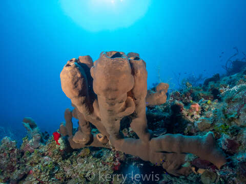 Image of Agelas tubulata Lehnert & van Soest 1996