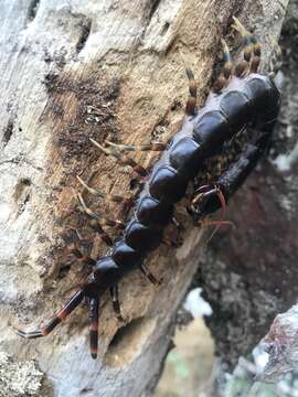 Image of Scolopendra galapagoensis Bollman 1889