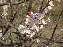 Imagem de Prunus sibirica L.