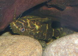 Image of Back-swimming Congo Catfish