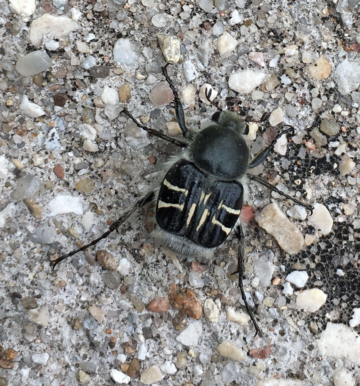 Image of Texas Flower Scarab