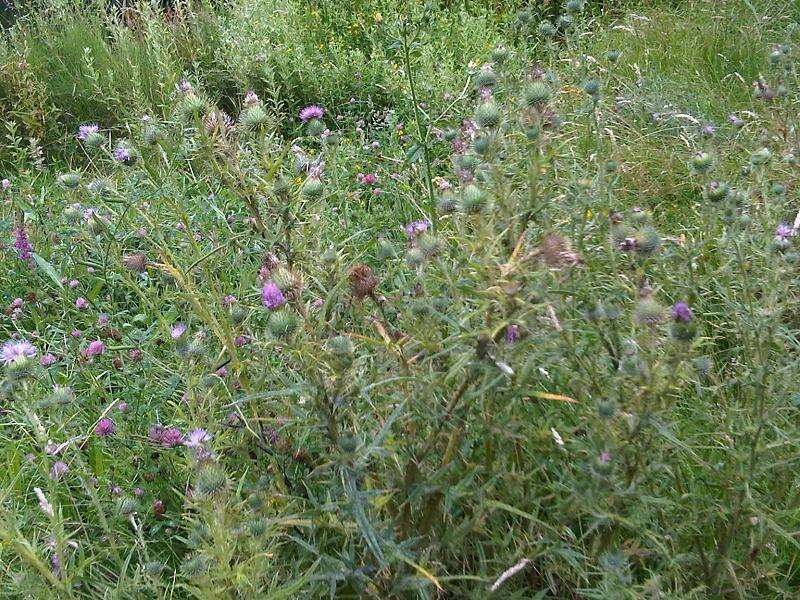 Image of Spear Thistle