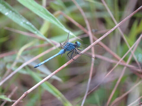 Image of Orthetrum luzonicum (Brauer 1868)