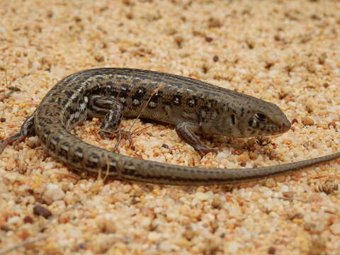 Image of Leopard skink