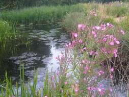 Image of Great Willowherb