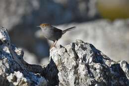 Imagem de Cisticola fulvicapilla silberbauer (Roberts 1919)