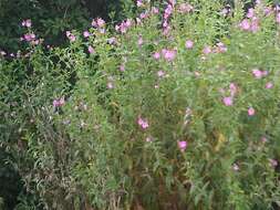 Слика од Epilobium hirsutum L.