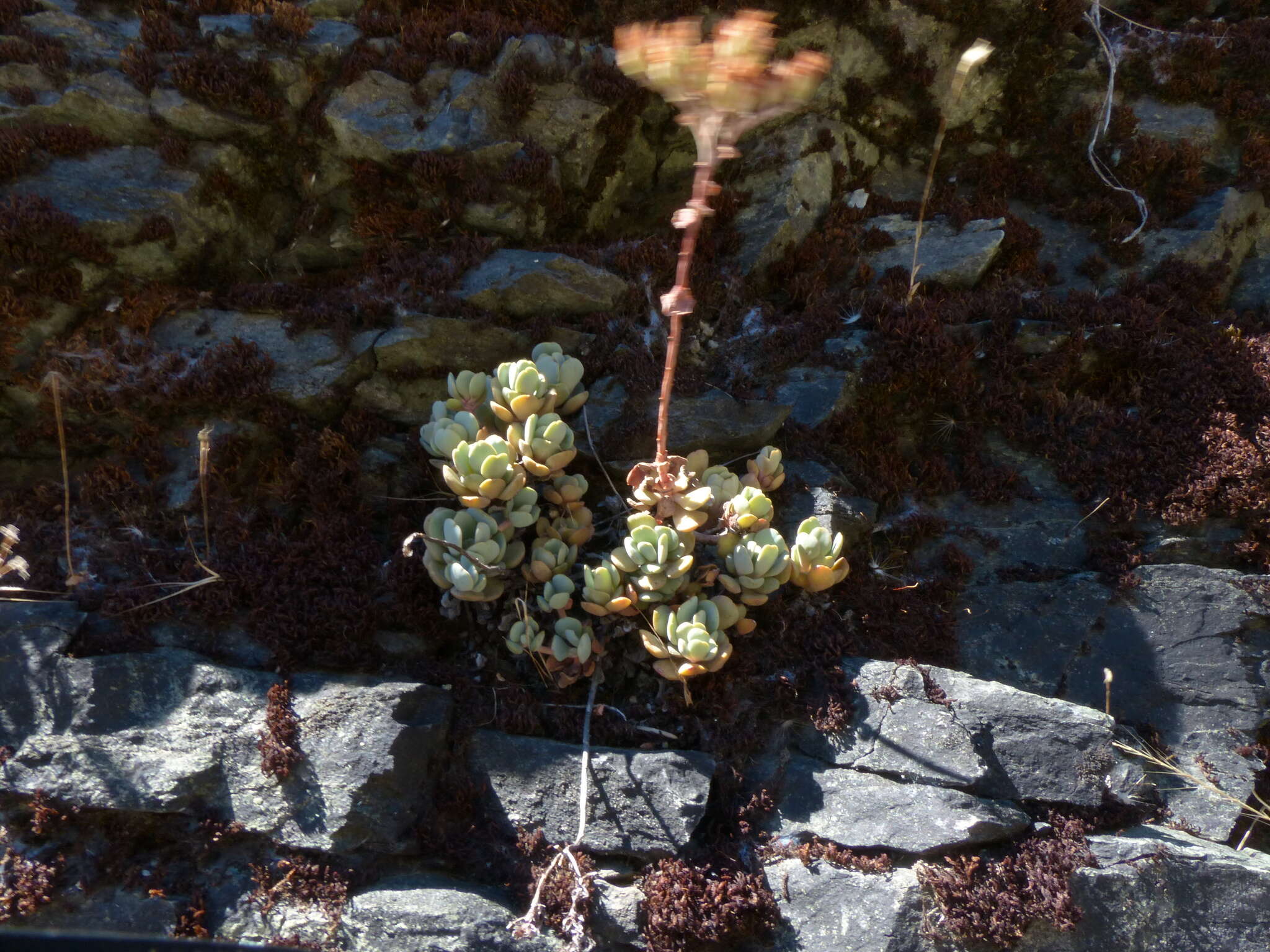 Sedum laxum subsp. heckneri (M. E. Peck) Clausen的圖片