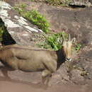 Image of Nilgiri tahr