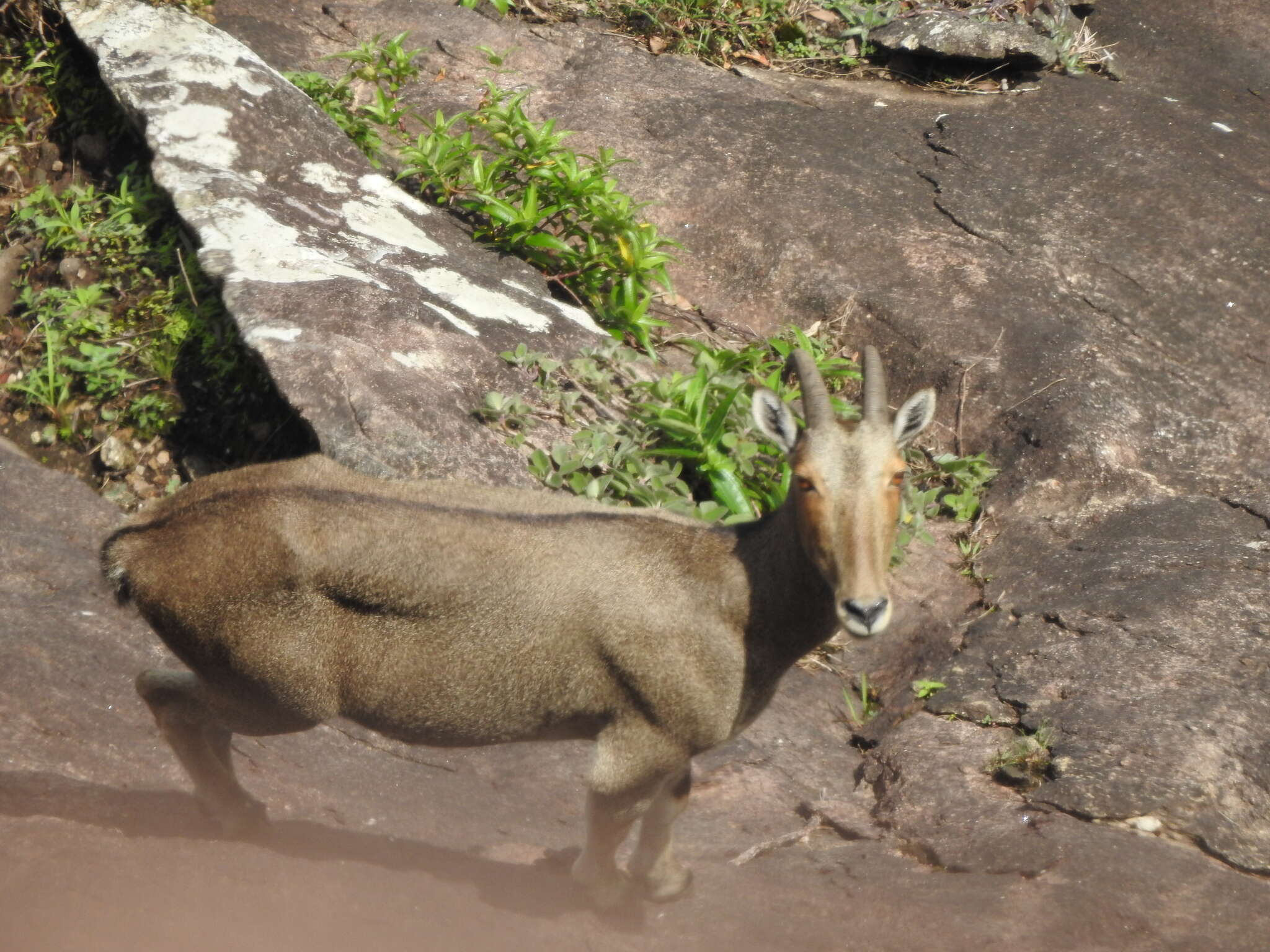 Plancia ëd Nilgiritragus Ropiquet & Hassanin 2005