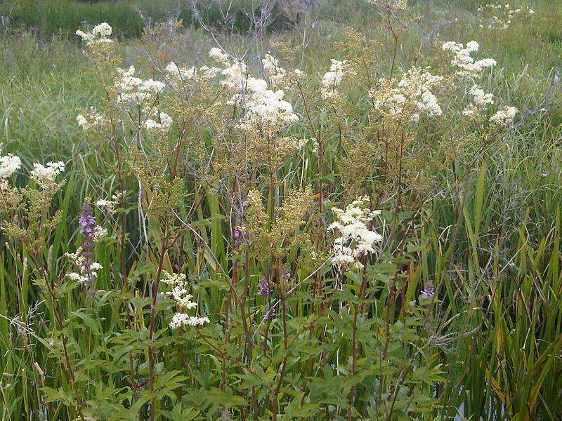 Image of Meadowsweet