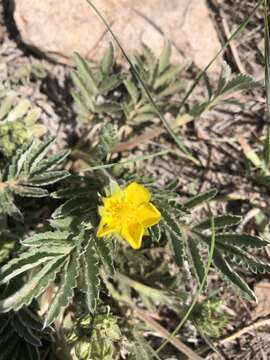 Image of woolly cinquefoil