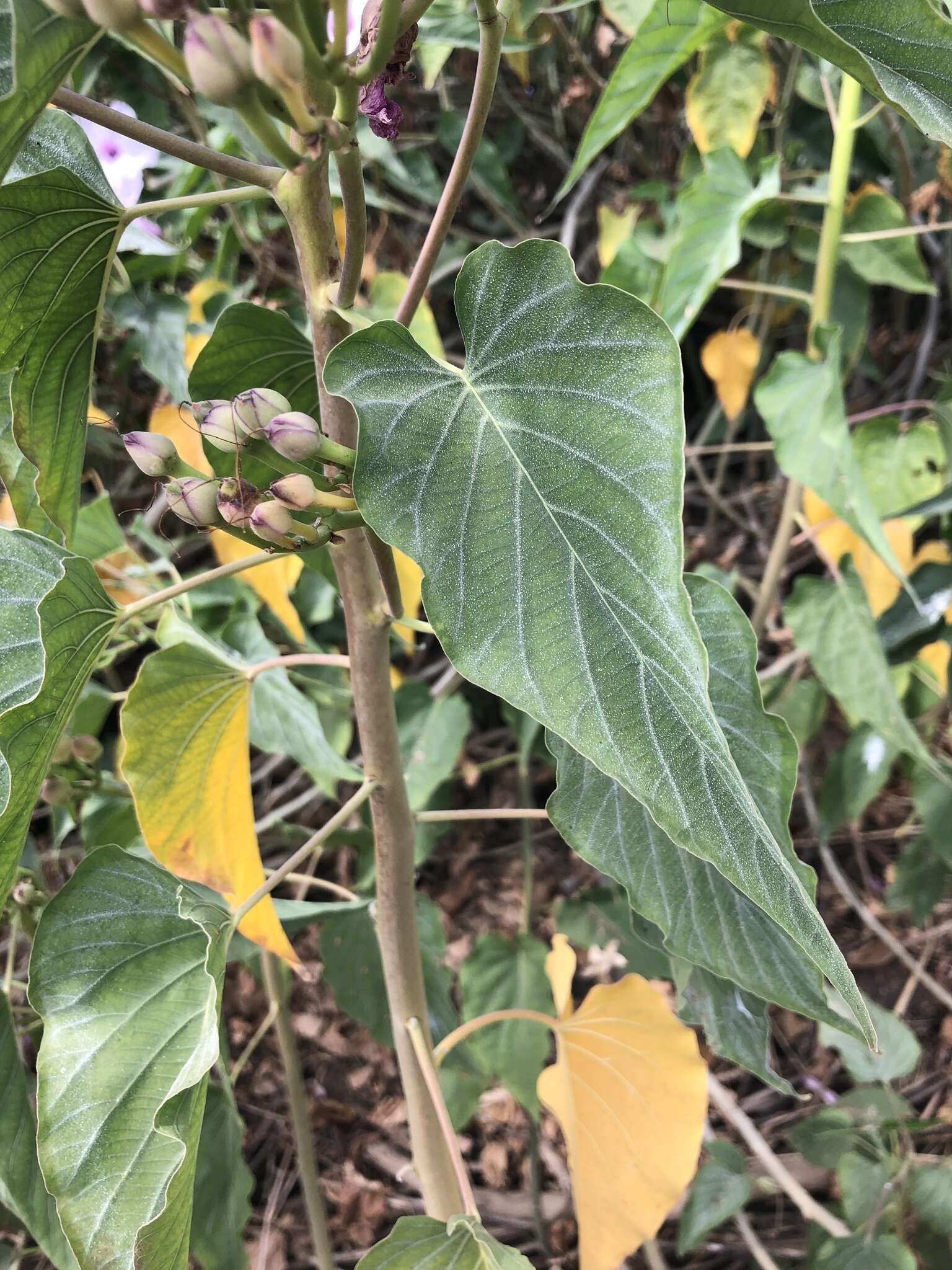 Слика од Ipomoea carnea subsp. fistulosa (Mart. ex Choisy) D. F. Austin