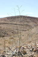 Image of Eriogonum exaltatum M. E. Jones