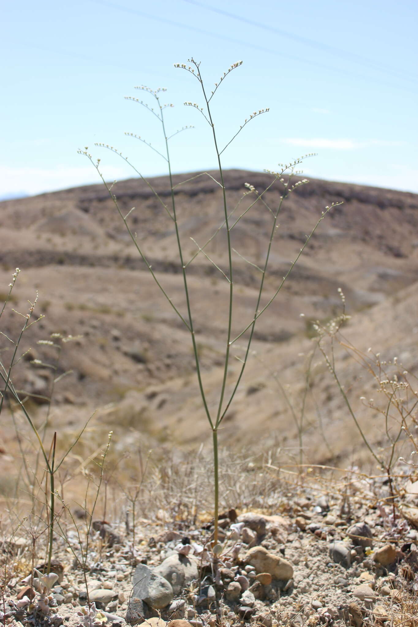 Image of Eriogonum exaltatum M. E. Jones