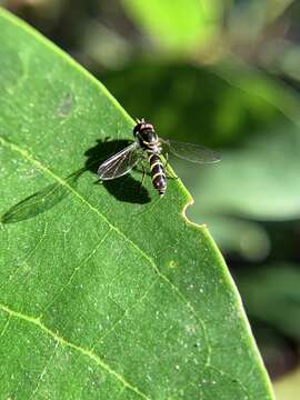 Image of Allograpta alamacula Carver 2003