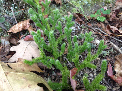 Image of Stag's-horn Clubmoss