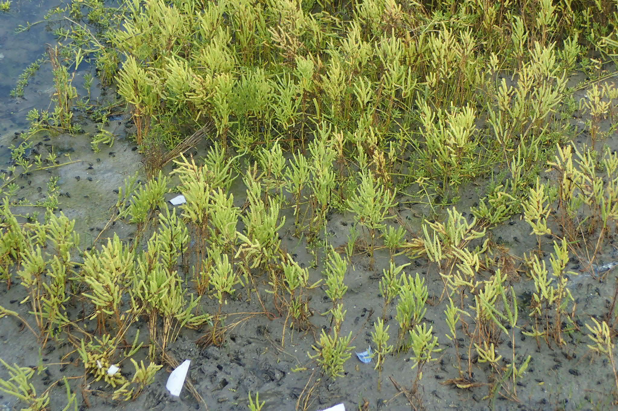 Слика од Salicornia bigelovii Torrey