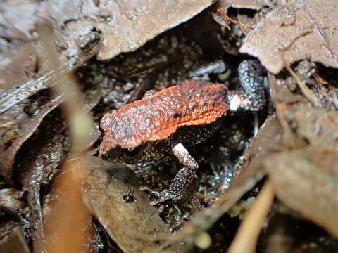 Image of Keferstein’s Toadlet