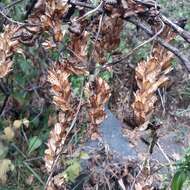 Image of Dioscorea galeottiana Kunth