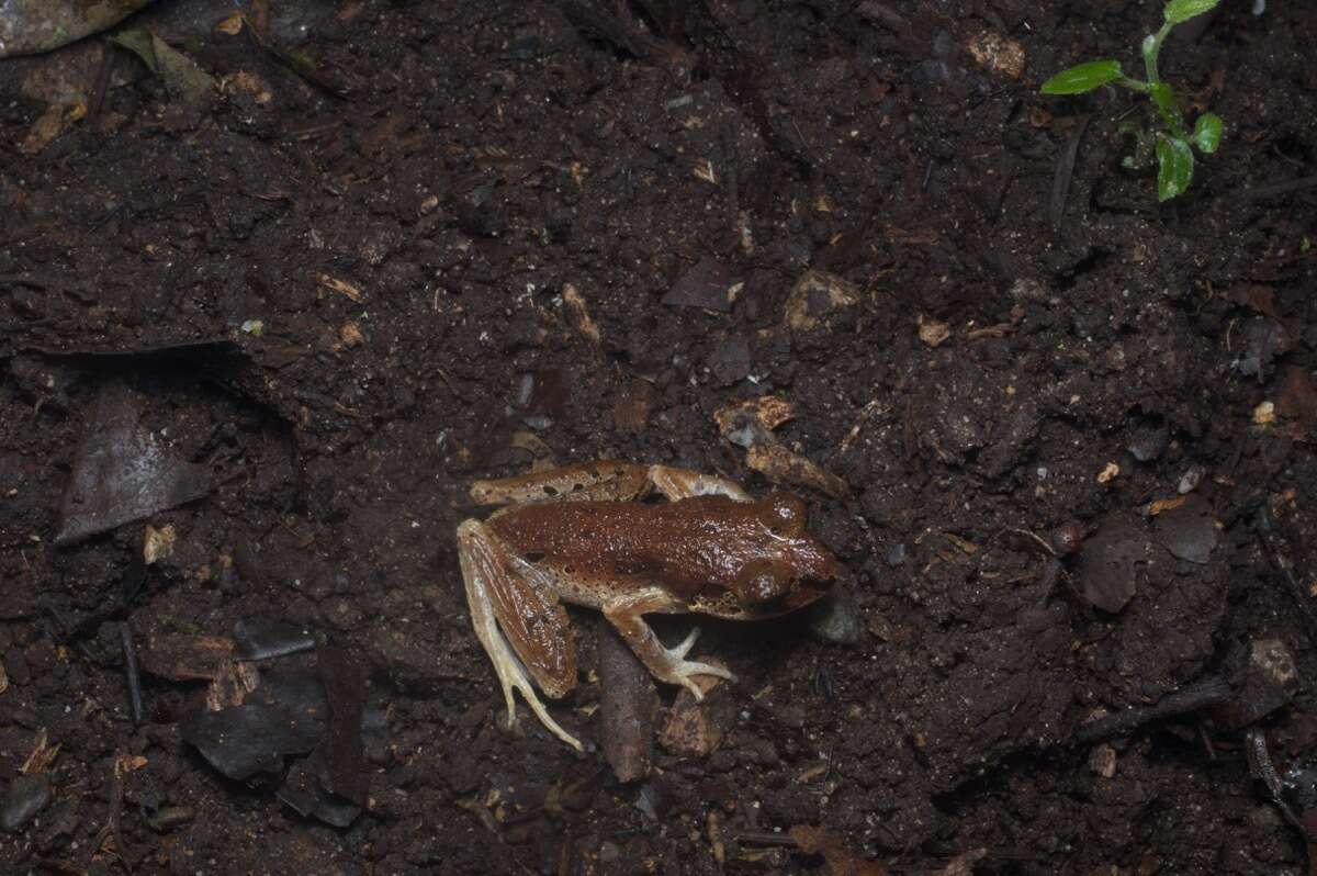 Image of Leptobrachella picta (Malkmus 1992)