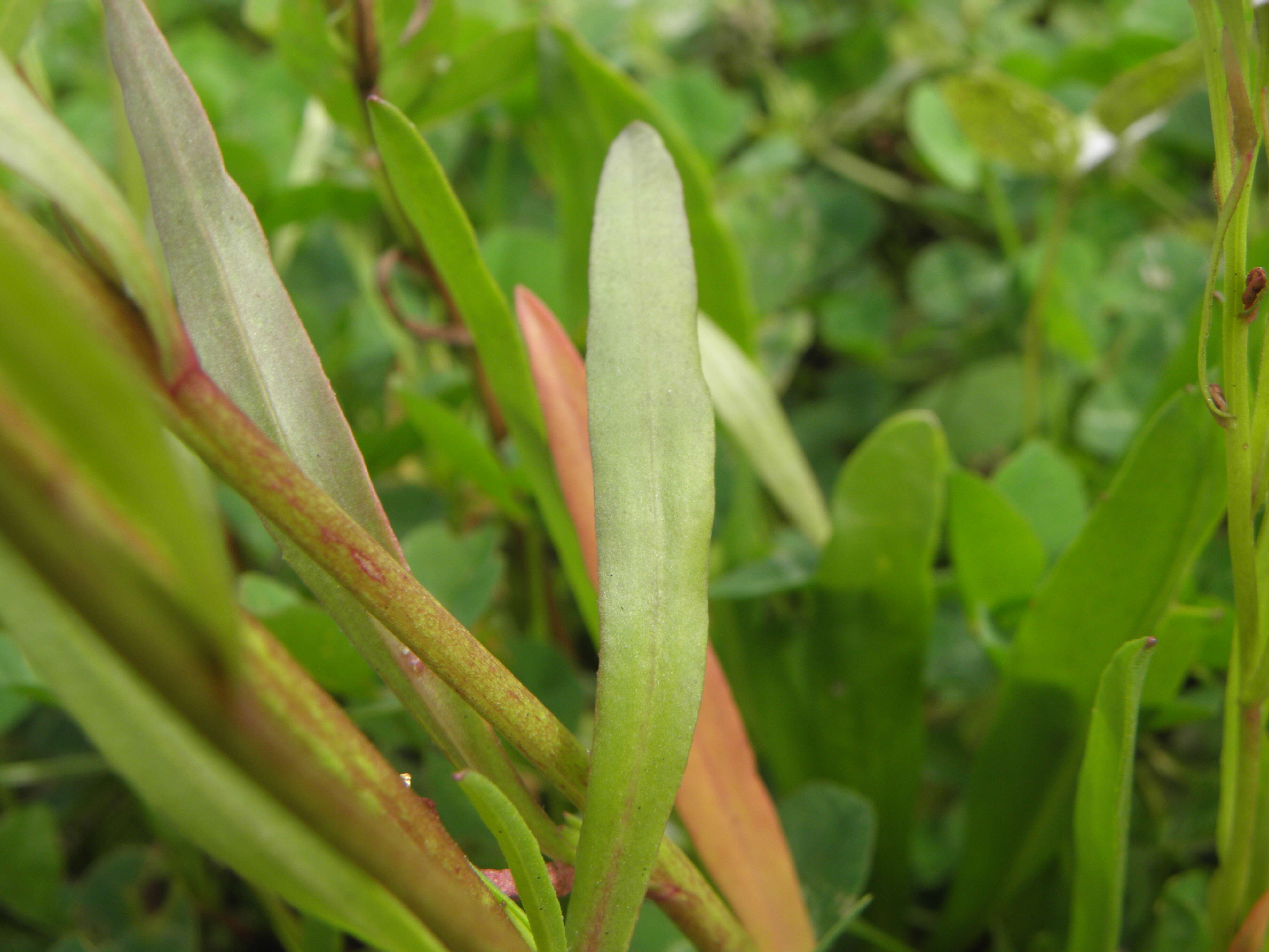 Image of sea aster