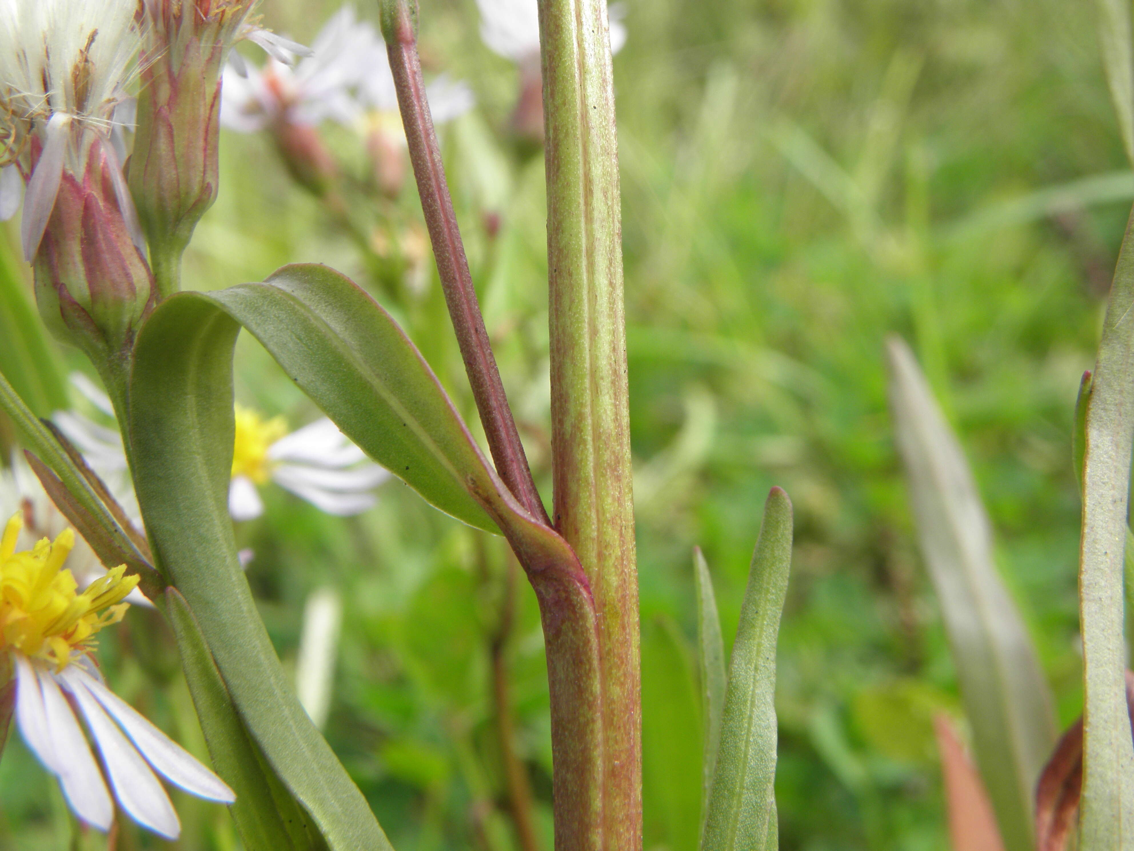 Image of sea aster