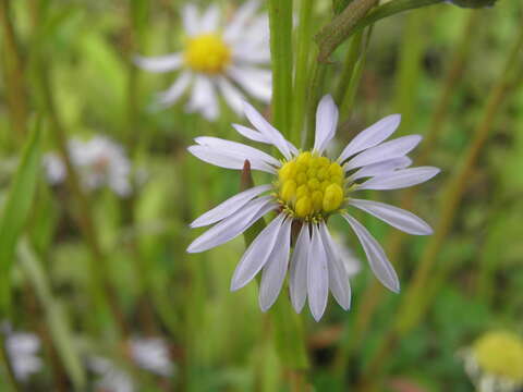 Image of sea aster