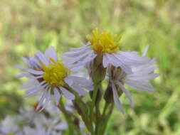 Image of sea aster