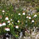 Image of Alaska Bell-Heather