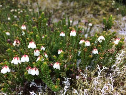 Imagem de Harrimanella stelleriana (Pall.) Coville