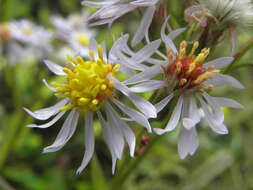 Image of sea aster