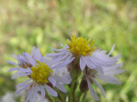 Image of sea aster