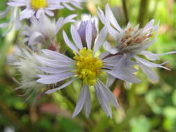 Image of sea aster