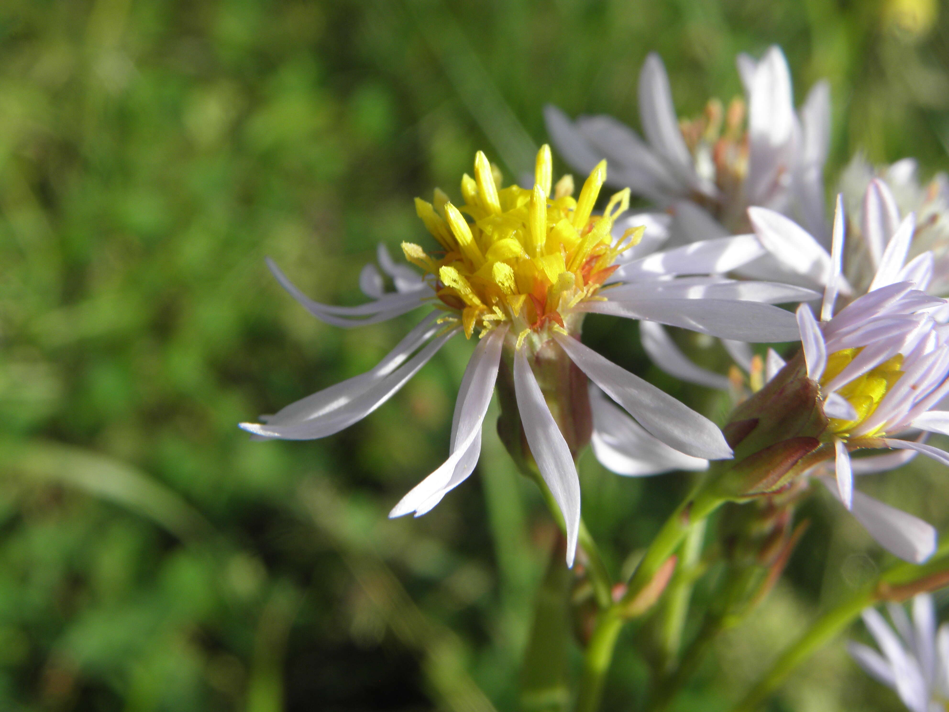 Imagem de Tripolium pannonicum (Jacq.) Dobroczajeva