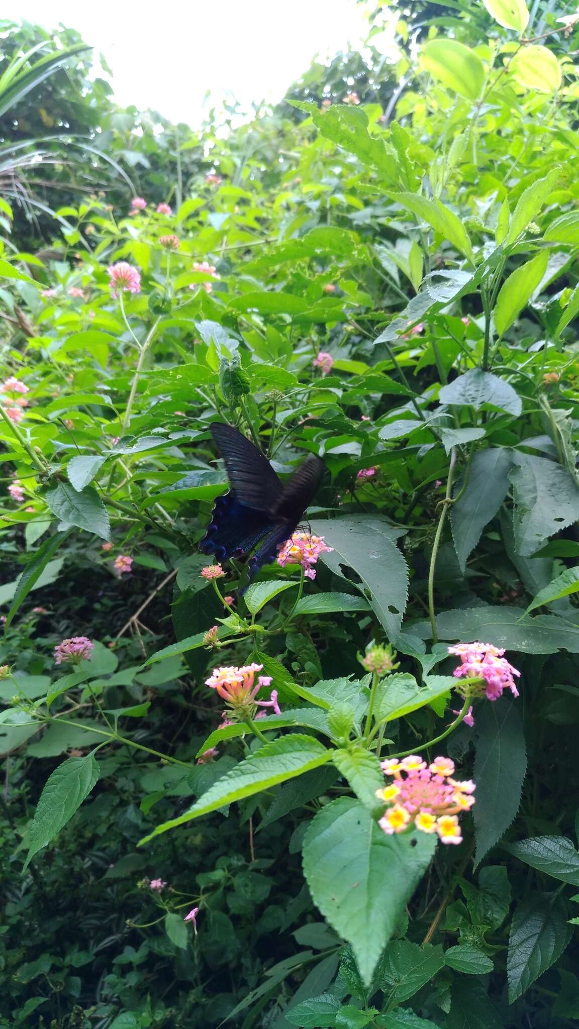 Image of <i>Papilio bianor thrasymedes</i>